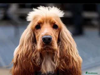 Cocker Spaniel dogs Cocker spaniel puppies - Advert 2