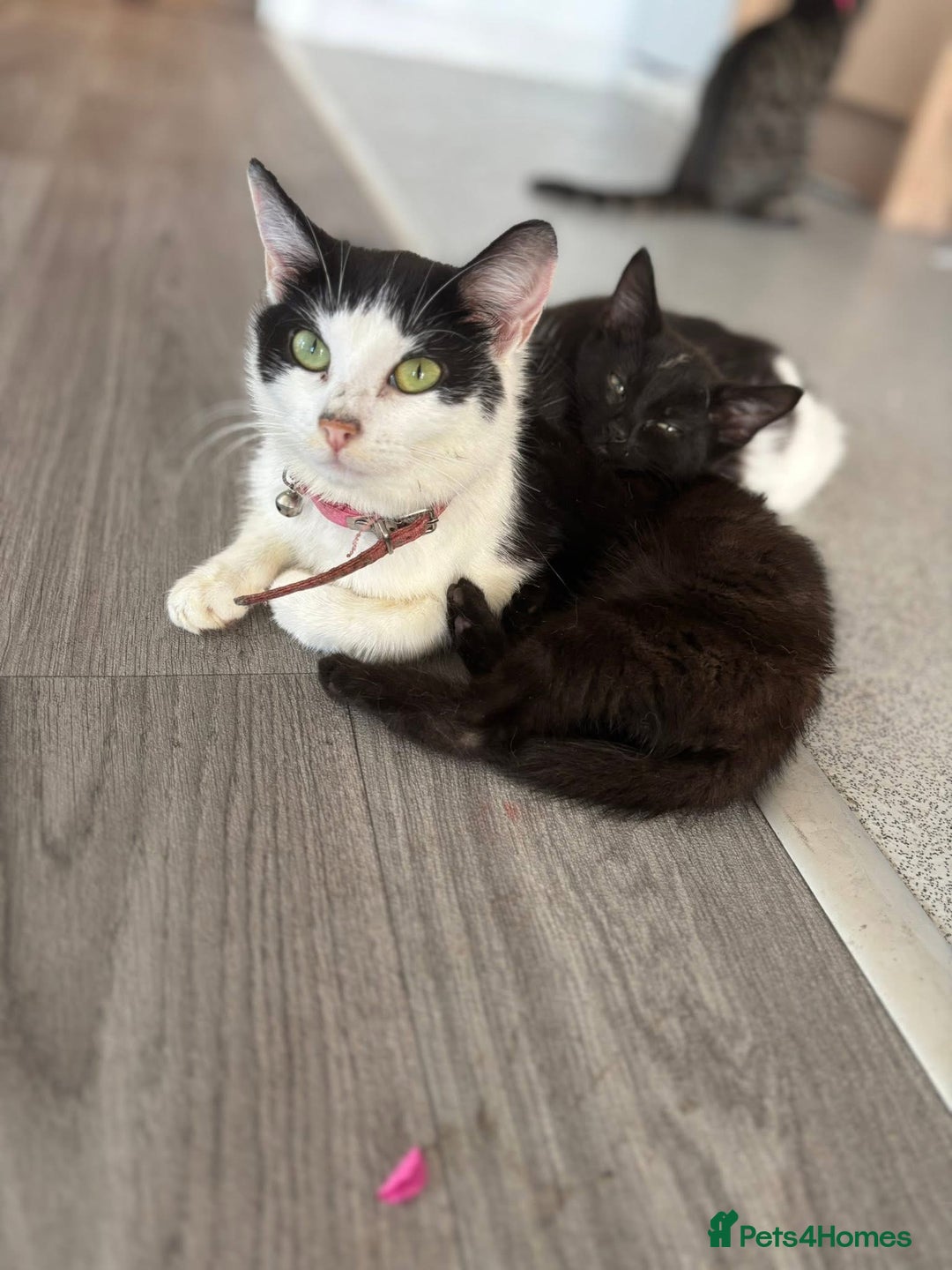 Domestic Shorthair cats for sale: Kittens for sale  - Image 8