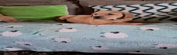 Goldador dogs for sale: Labrador x Golden retriever pups - Advert 5