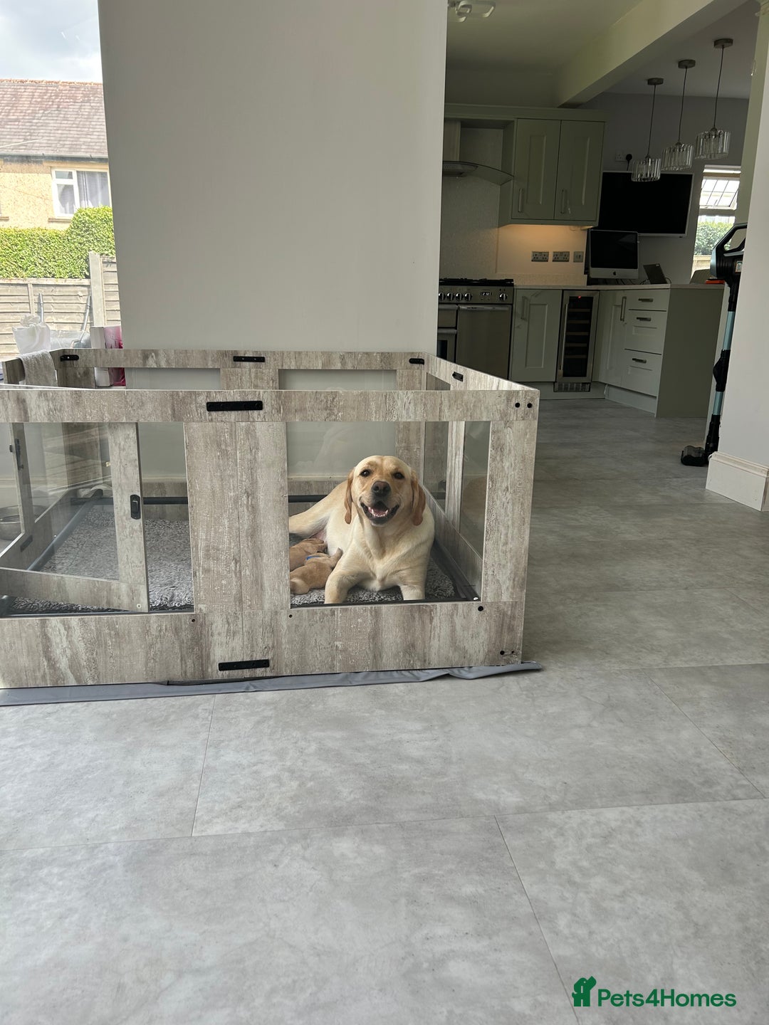 Labrador Retriever dogs for sale: Beautiful Labrador Puppies  - Image 6