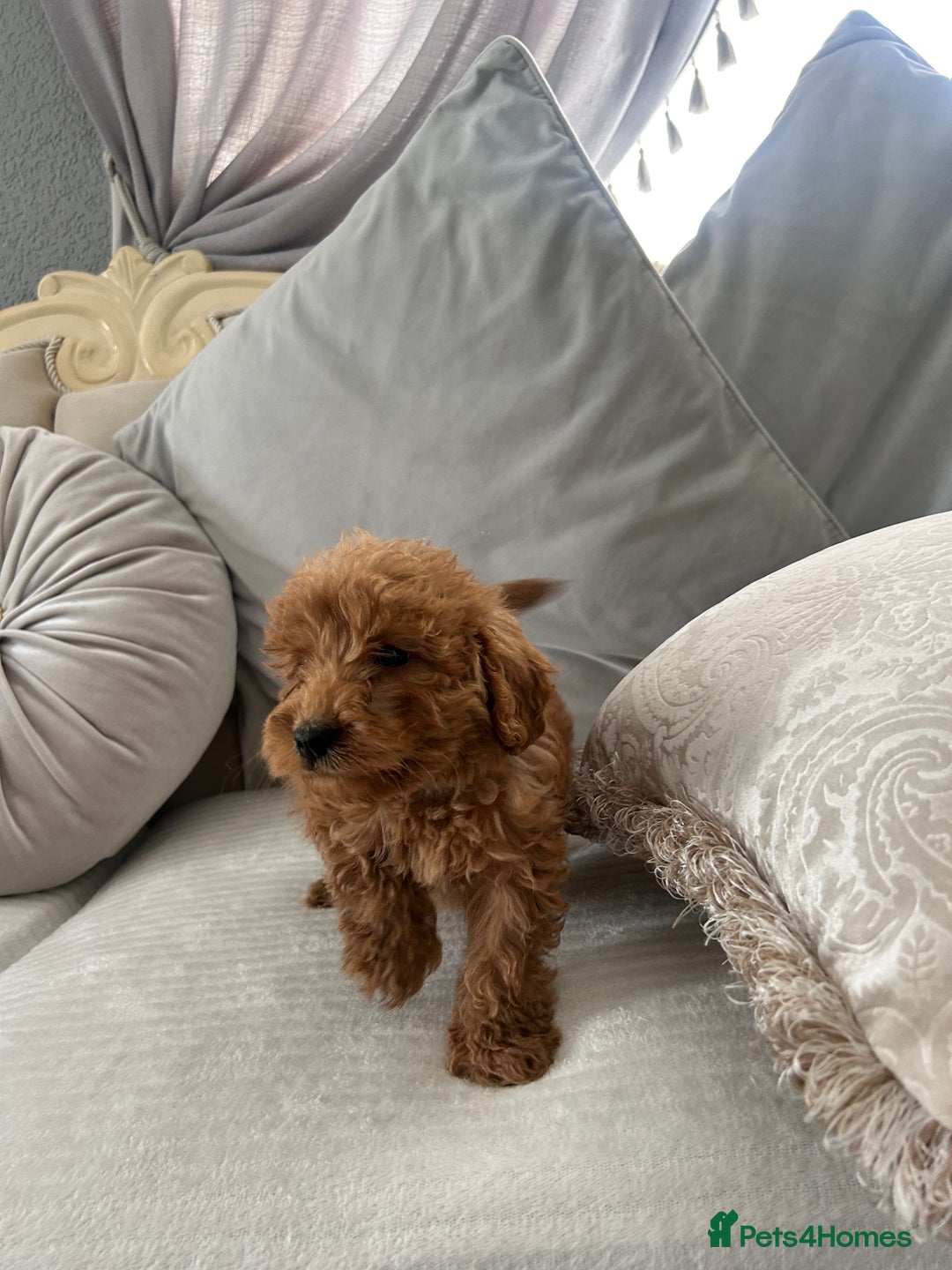 Labradoodle dogs for sale: labradoodles puppies - Image 3