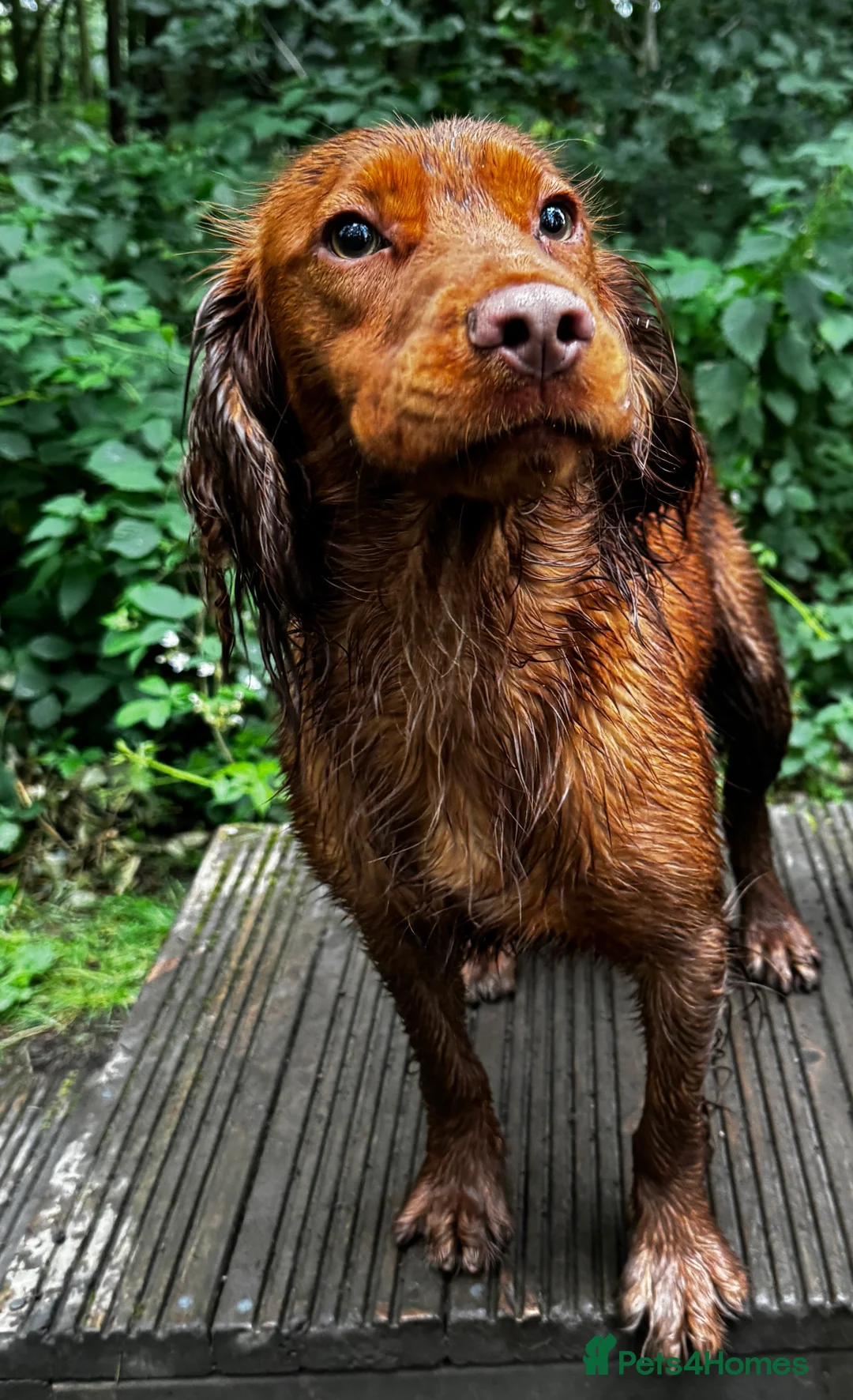 Cocker Spaniel dogs for stud: KC Reg, health tested Working cocker Spaniel in Barnsley - Advert 3