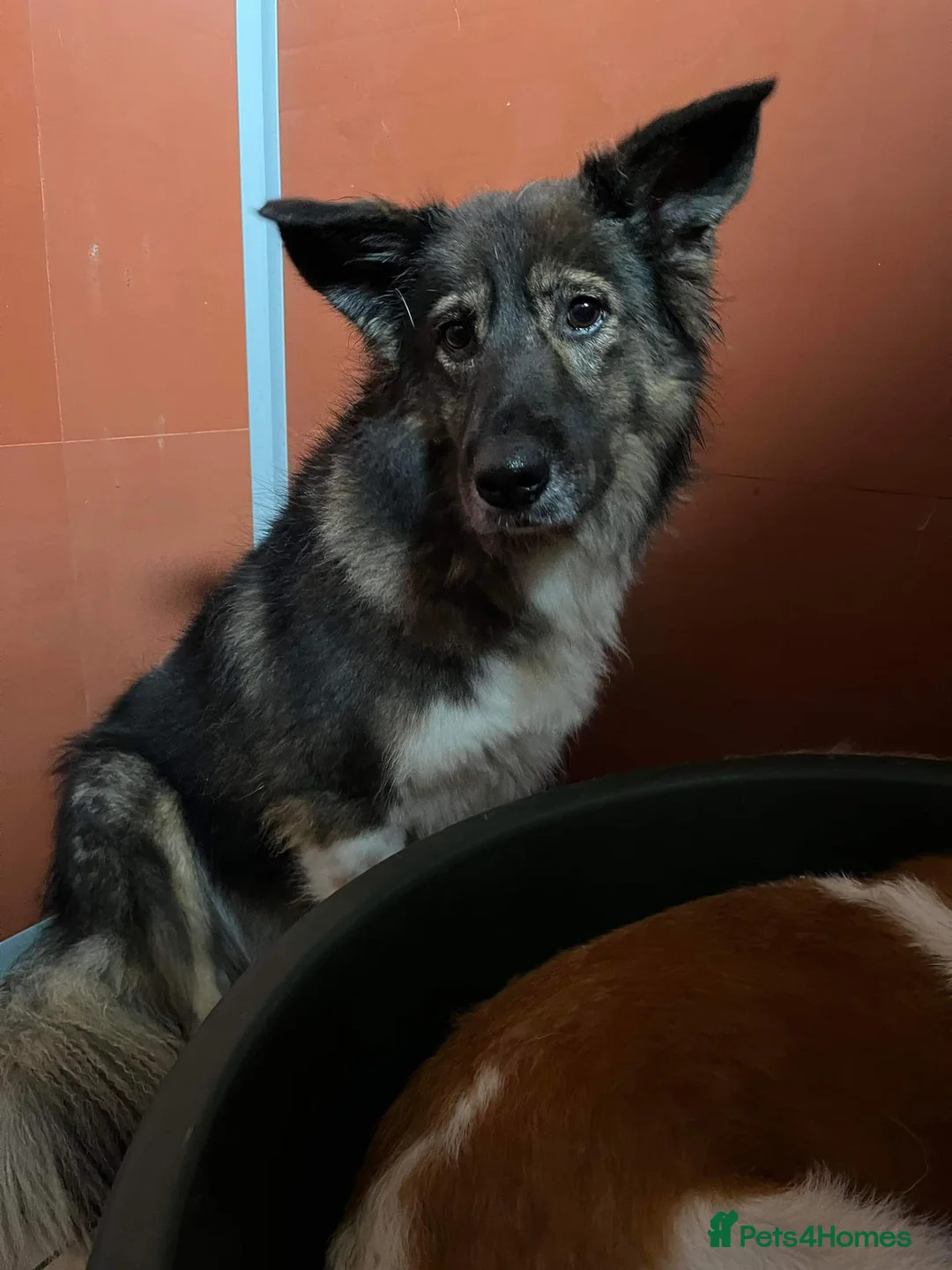 Mixed Breed dogs for adoption: Meet Dixie and Kiara, currently in Cheshire in Barry - Advert 11