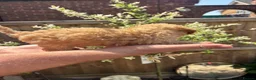 Toy Poodle dogs for sale: Beautiful Litter of Toy Poodle Pups  - Advert 8