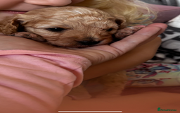 Cavapoo dogs for sale: Gorgeous little Caverpoo babies - Image 5