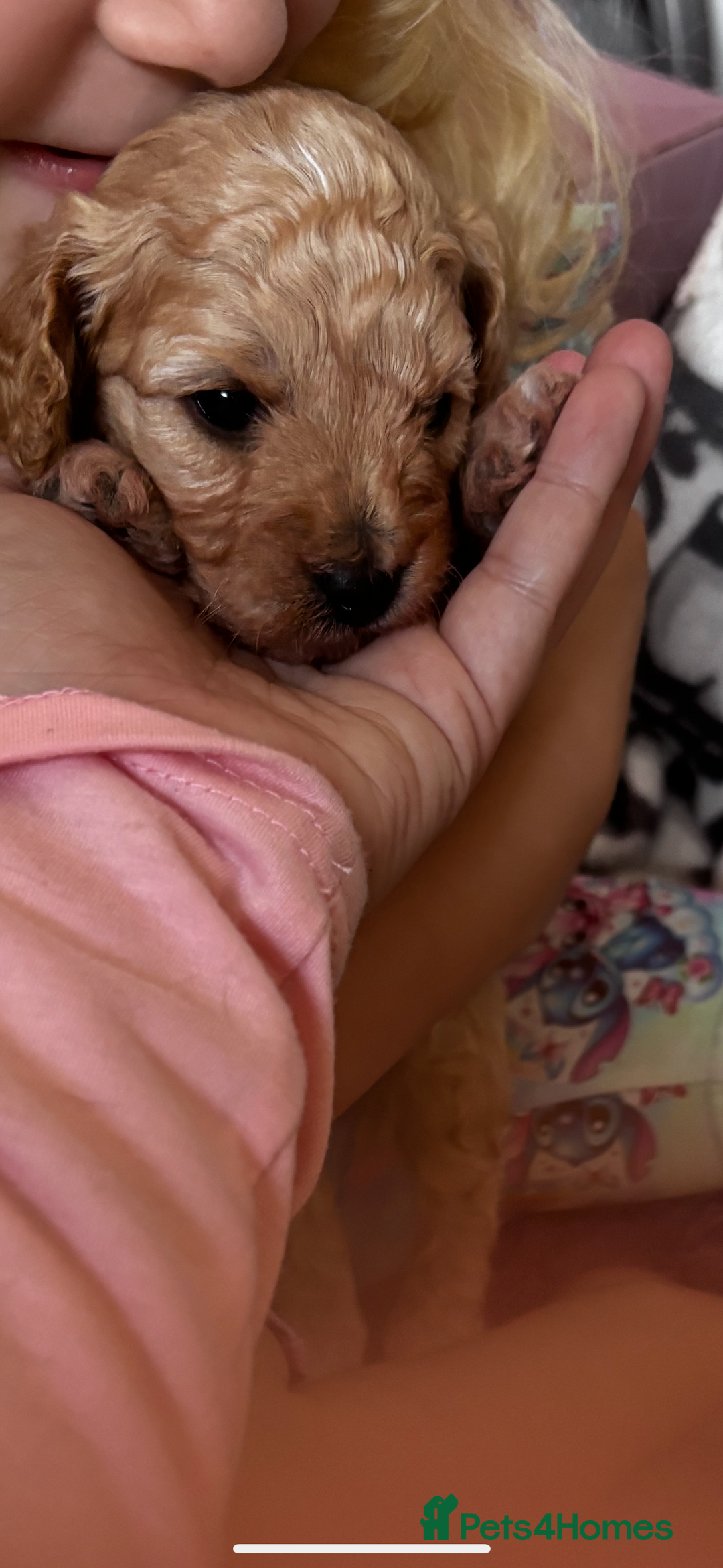 Cavapoo dogs for sale: Gorgeous little Caverpoo babies - Image 5