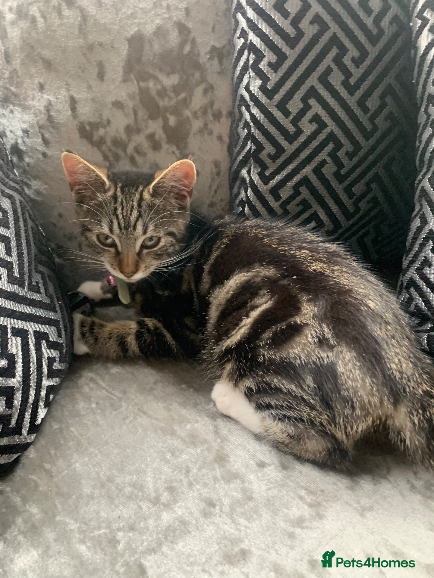Mixed Breed cats Kitten female  - Advert 5
