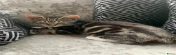 Mixed Breed cats for sale: Kitten female  in Birmingham - Advert 1