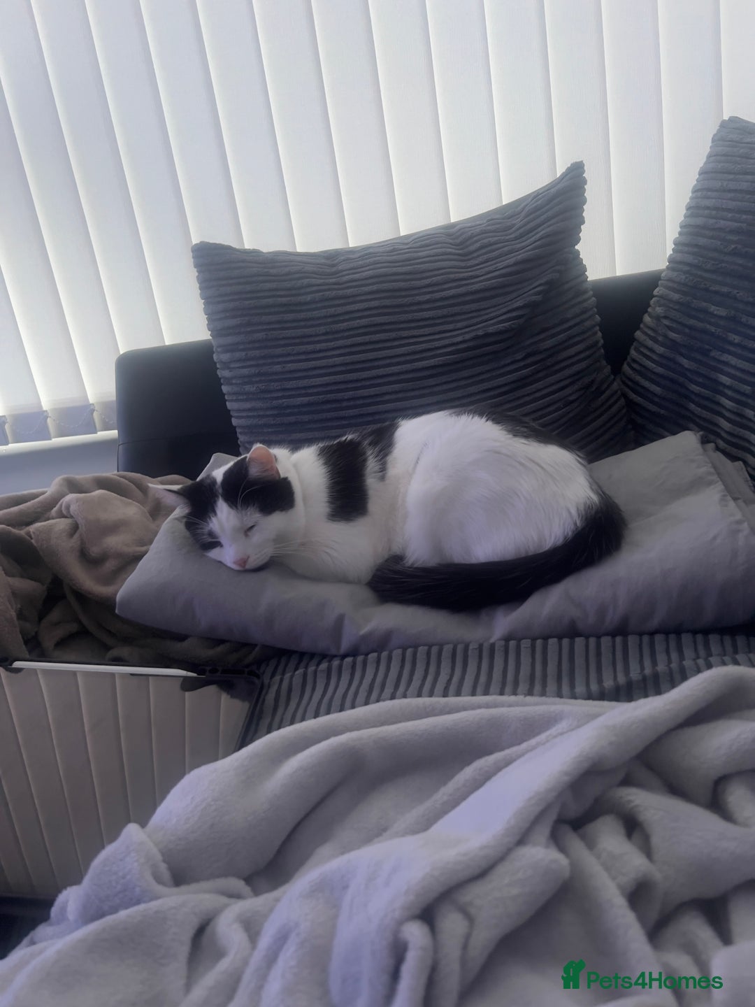 British Longhair cats for sale: Cuddly, playful male cat looking for a new home  - Image 15