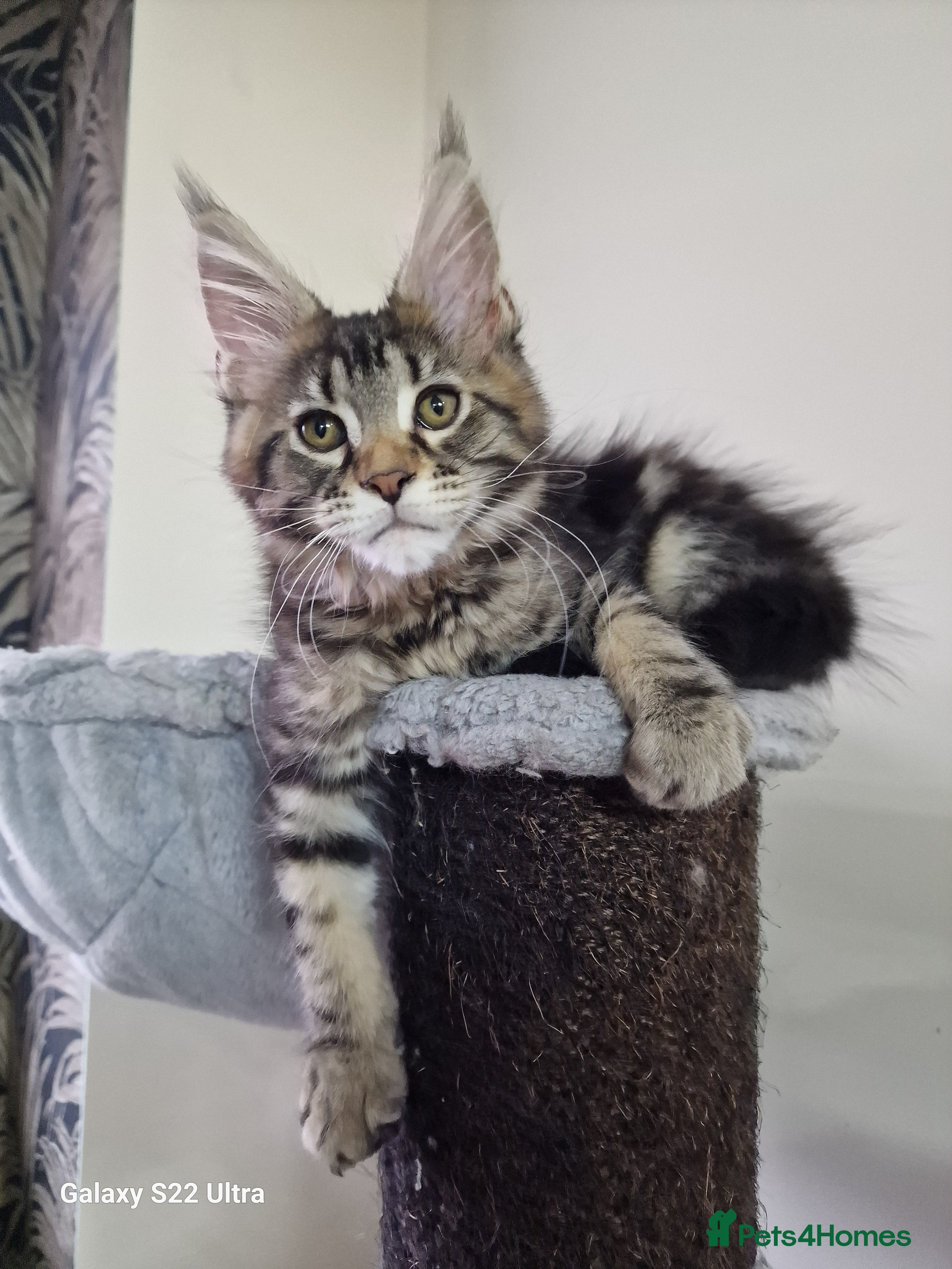 Maine Coon cats  Kittens – Licensed Fenikscoon Cattery (UK) 🐾 - Advert 1