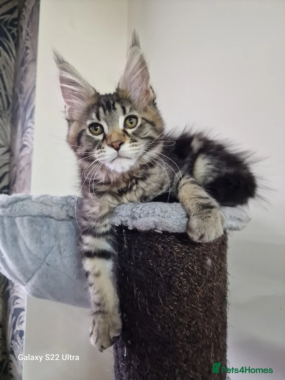 Maine Coon cats for sale:  Kittens – Licensed Fenikscoon Cattery (UK) 🐾 - Advert 1