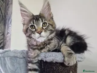 Maine Coon cats Kittens – Licensed Fenikscoon Cattery (UK) 🐾 - Advert 1