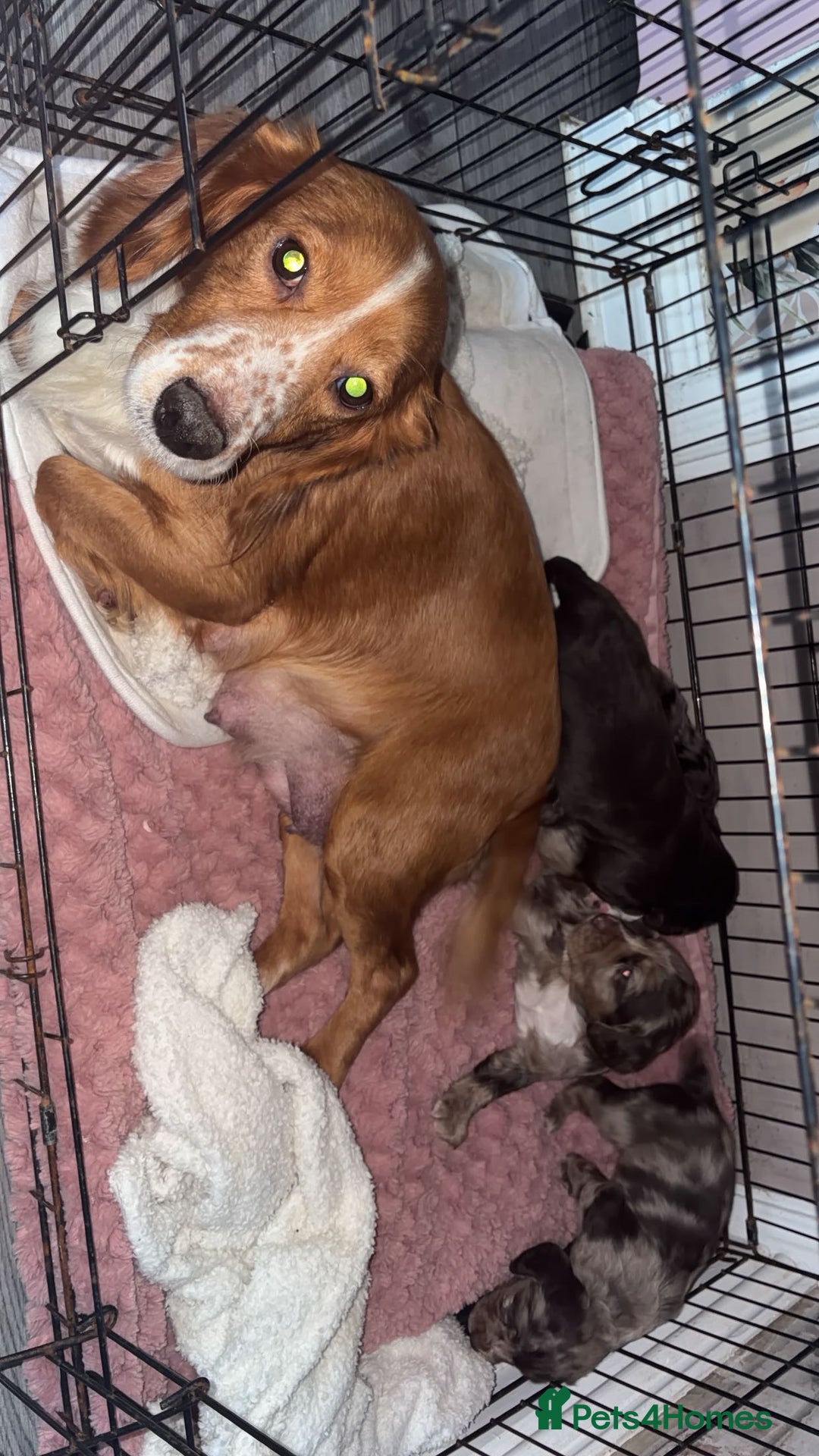 Cocker Spaniel dogs for sale: Cocker spaniel puppies - Advert 9