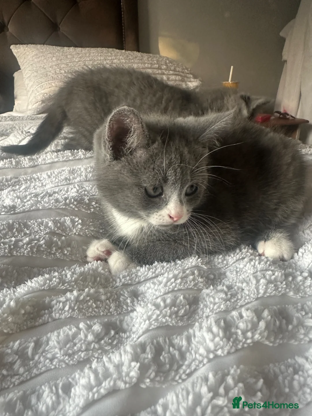 Mixed Breed cats for sale: Last beautiful little girl - Advert 4