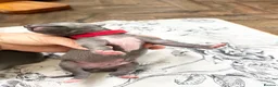 Italian Greyhound dogs for sale: Outstanding KC reg Italian greyhound puppies  - Advert 15