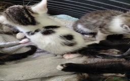 Mixed Breed cats for sale: Beautiful kittens - Image 13