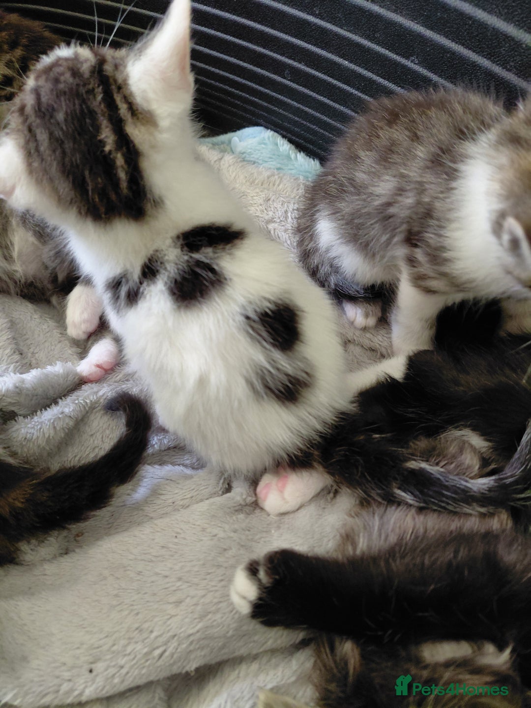 Mixed Breed cats for sale: Beautiful kittens - Image 13