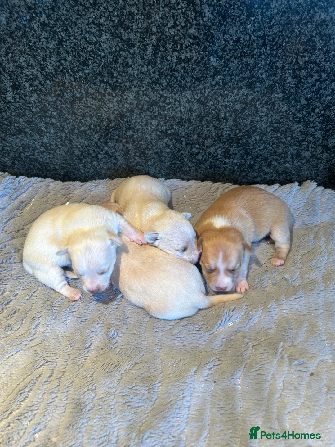 Chihuahua dogs for sale: Four beautiful chihuahua puppies  - Advert 9