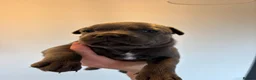 Staffordshire Bull Terrier dogs for sale: Beautiful Blue Staffordshire Bull Terriers🤍 in Llanybydder - Advert 19