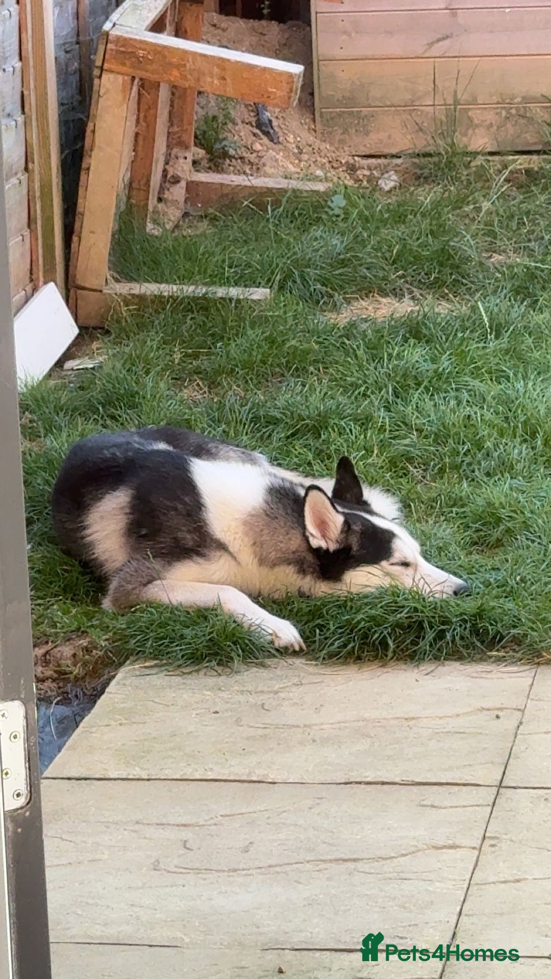 Siberian Husky dogs for sale: Siberian Husky - Advert 3