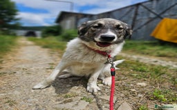 Mixed Breed dogs for adoption: Beautiful and Gentle HEIDI - for a Loving Home - Image 19