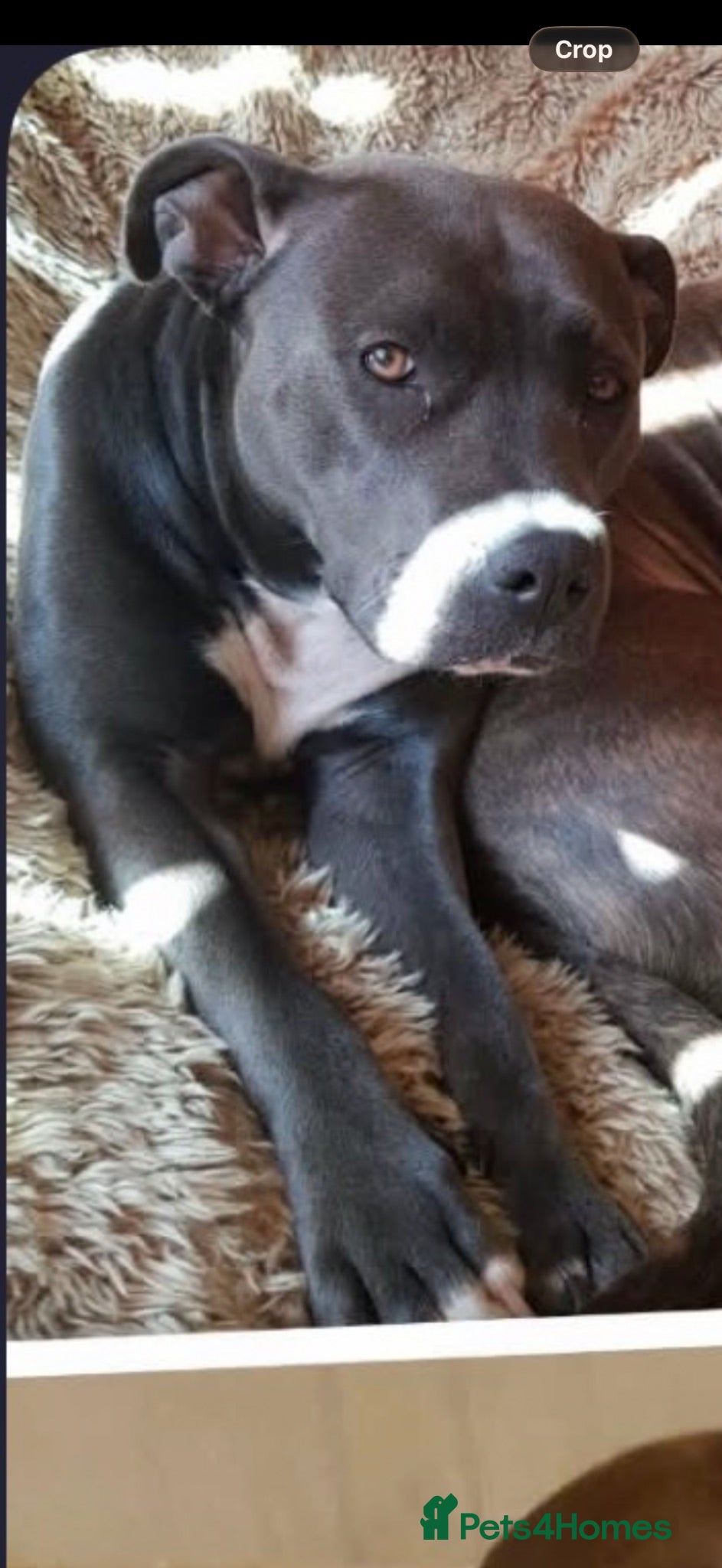 Mixed Breed dogs 🐾 Staffordshire Bull Terrier cross Puppies 🐾 - Advert 1