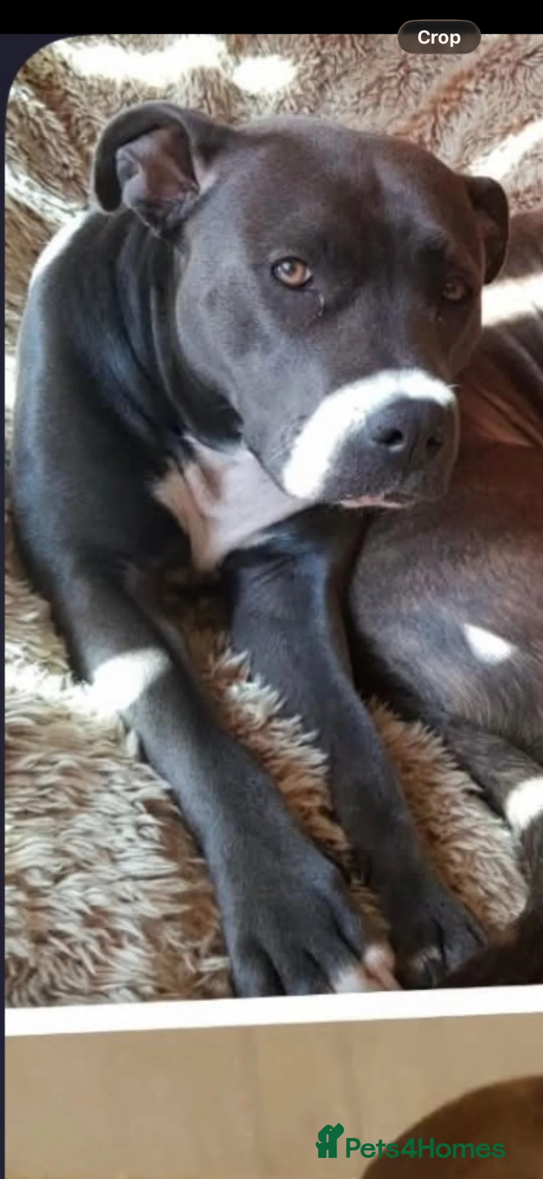 Mixed Breed dogs for sale: 🐾 Staffordshire Bull Terrier cross Puppies 🐾 in Blackburn - Advert 1