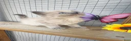 Ragdoll cats for sale: Mink ragdoll kittens full breed - Advert 17