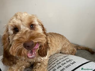 Cockapoo dogs Cockapoo Male Stud F1 - Advert 8