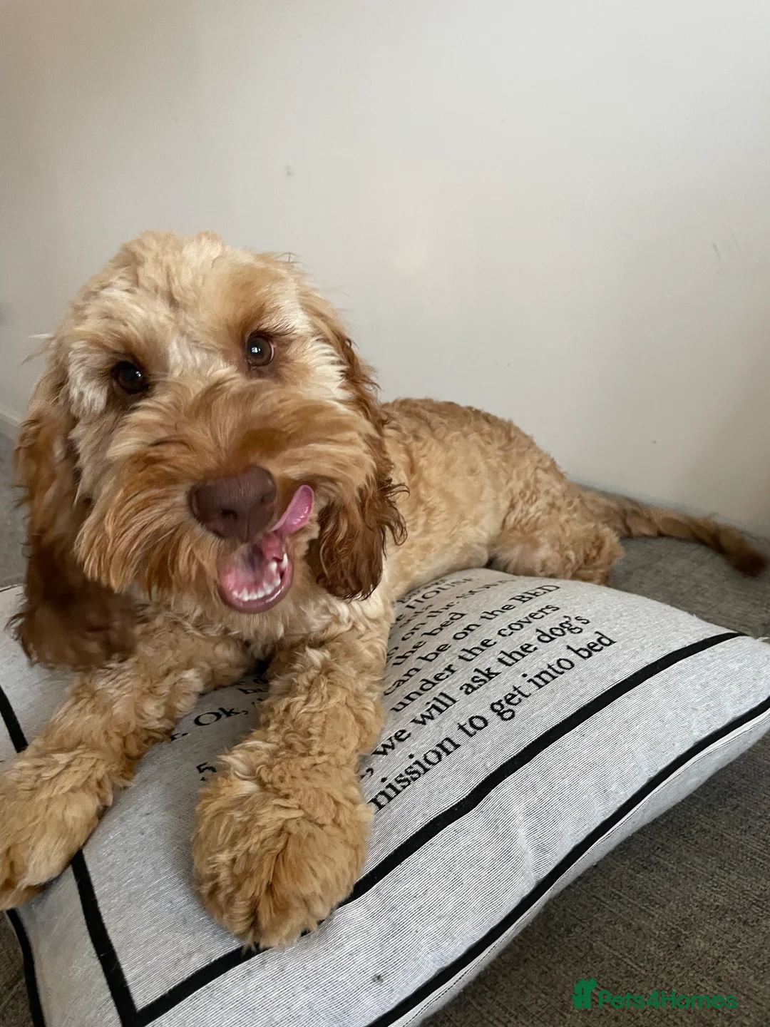 Cockapoo dogs for stud: Cockapoo Male Stud F1 - PROVEN  - Advert 2