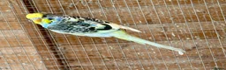 Budgerigars birds for sale: Baby Budgies for sale  - Advert 2