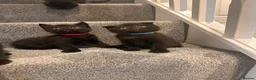 Mixed Breed cats for sale: Scottish fold X  - Advert 4