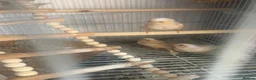 Finches birds for sale: Three fledgling Zebra Finches in London - Advert 6