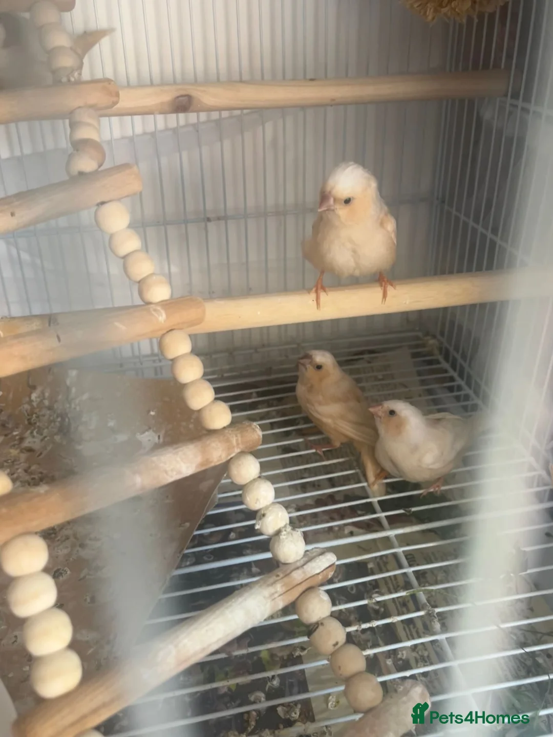Finches birds for sale: Three fledgling Zebra Finches in London - Advert 6