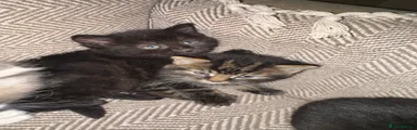 Tabby male