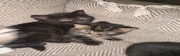 Mixed Breed cats for sale: Beautiful Fluffy Kittens Available to Reserve - Advert 10