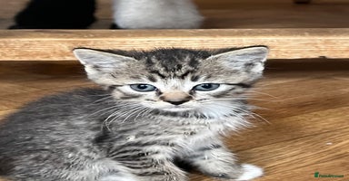 Mixed Breed cats - Advert 14