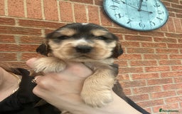 Cocker Spaniel dogs for sale: Show type cocker spaniels - Image 7