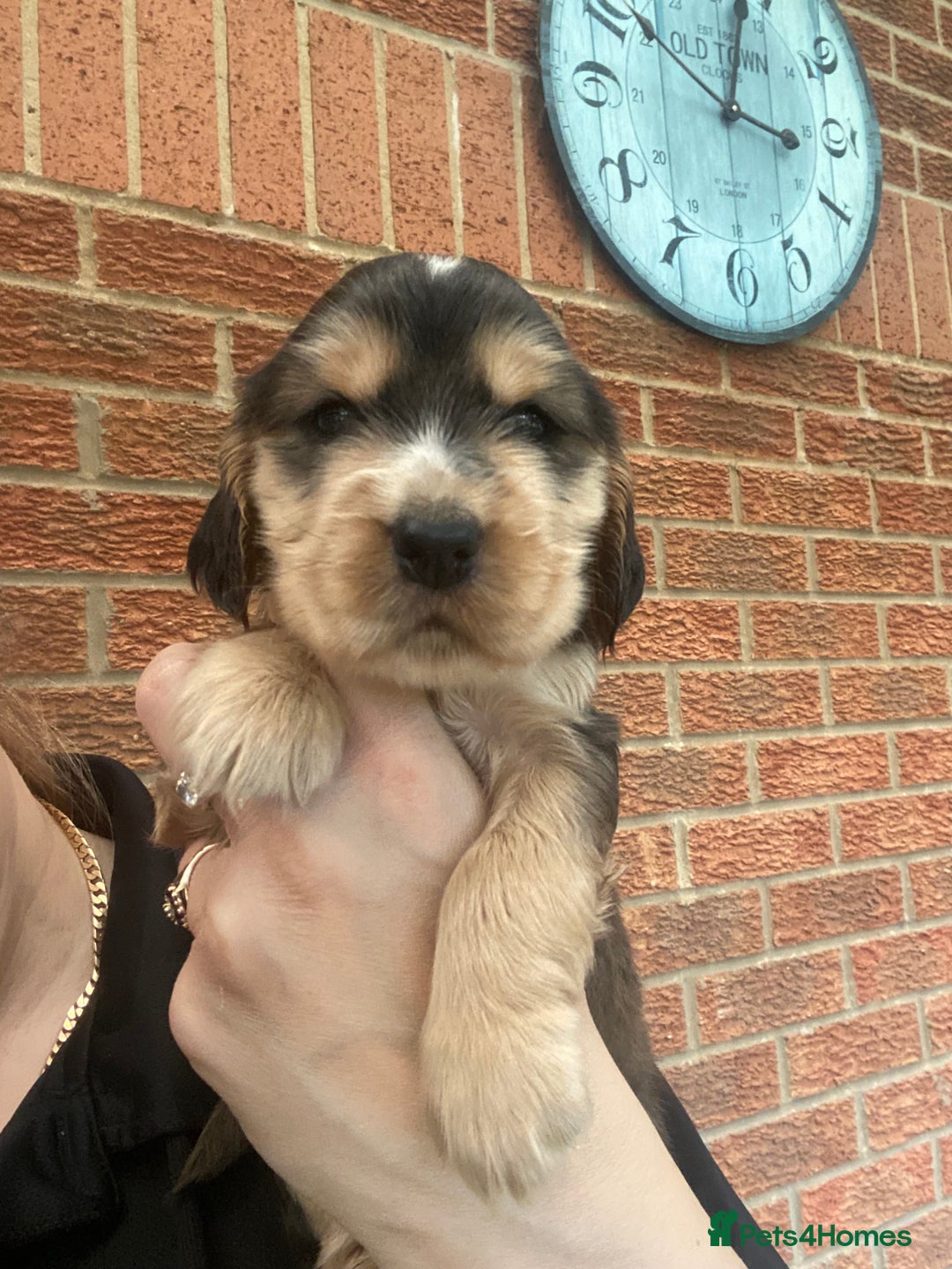 Cocker Spaniel dogs for sale: Show type cocker spaniels - Image 7