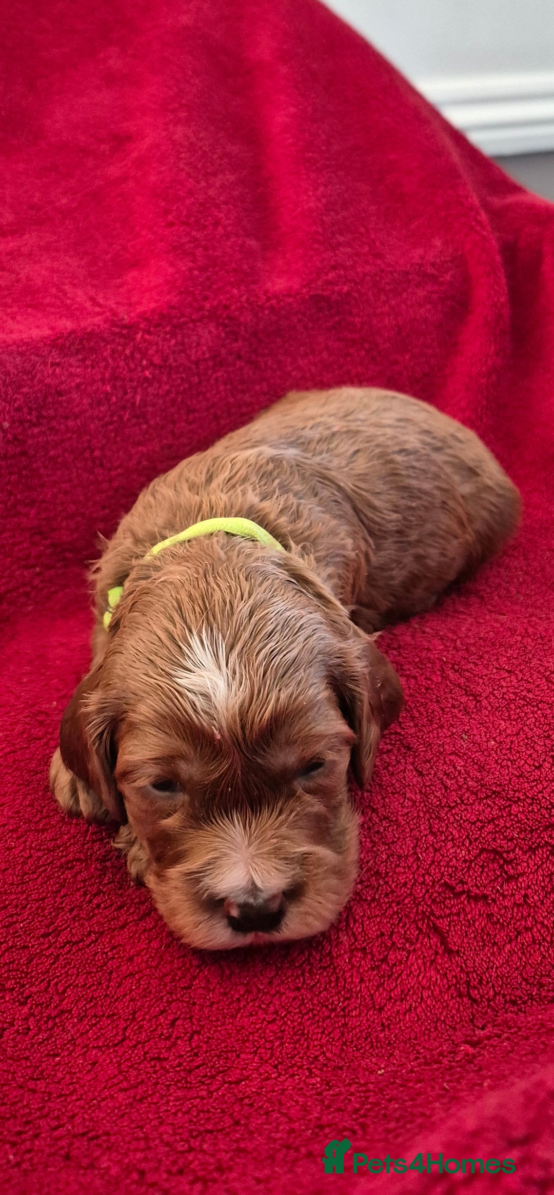 Cockapoo dogs for sale: F1 Cockapoo puppys - Advert 8