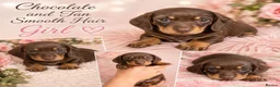 Miniature Dachshund dogs for sale: Miniature dachshund puppies - Advert 4