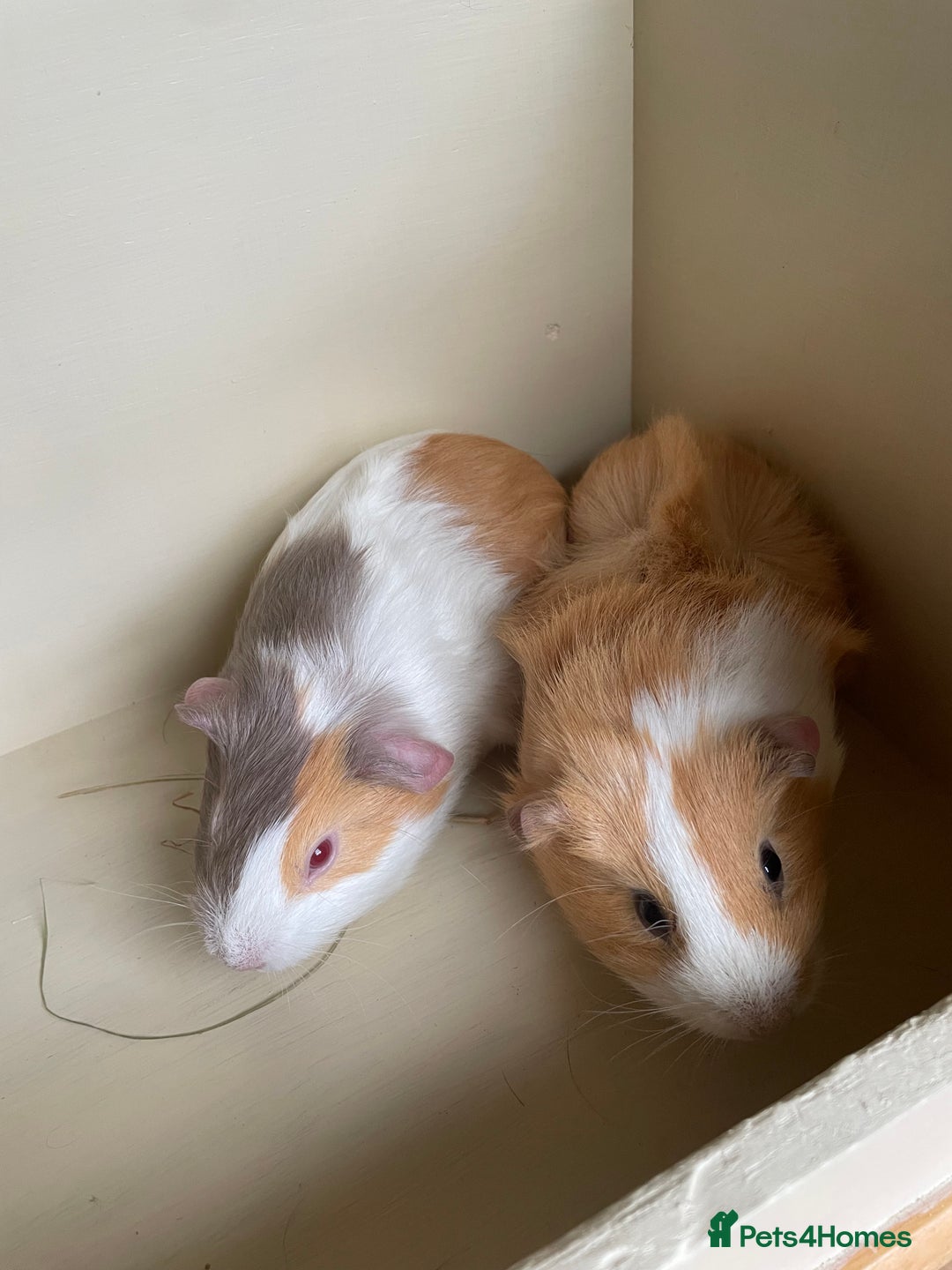 Guinea Pig rodents for sale: Baby Guinea Pigs.  - Advert 1