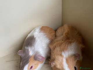 Guinea Pig rodents Baby Guinea Pigs. - Advert 16