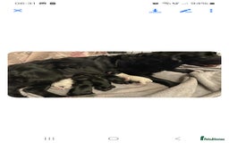 Cocker Spaniel dogs for sale: 6 cocker-spaniel pups  - Image 10