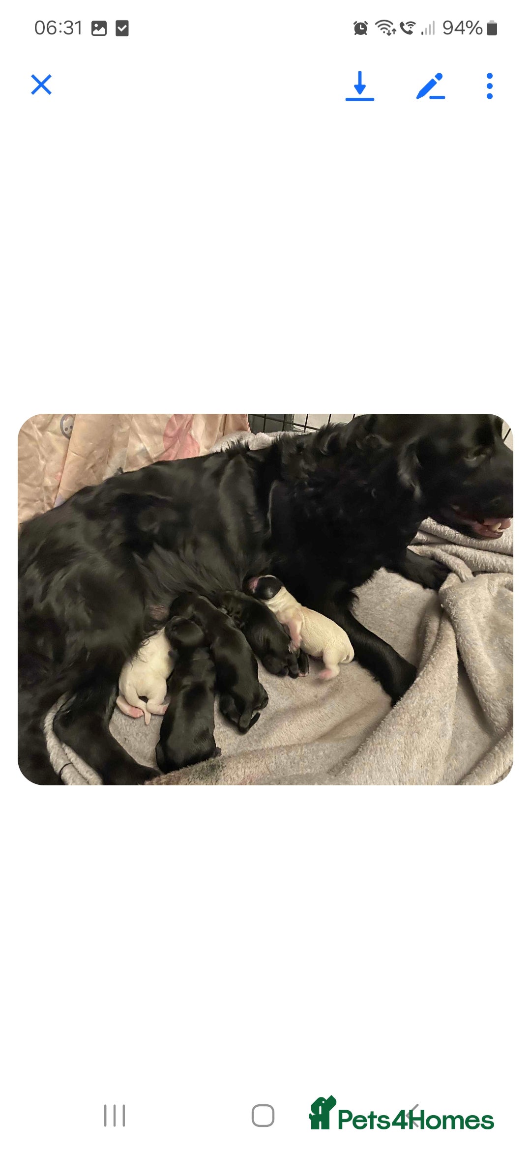 Cocker Spaniel dogs for sale: 6 cocker-spaniel pups  - Image 10