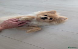 Pomeranian dogs for sale: Pomeranian 6 months old cute puppy  - Image 2