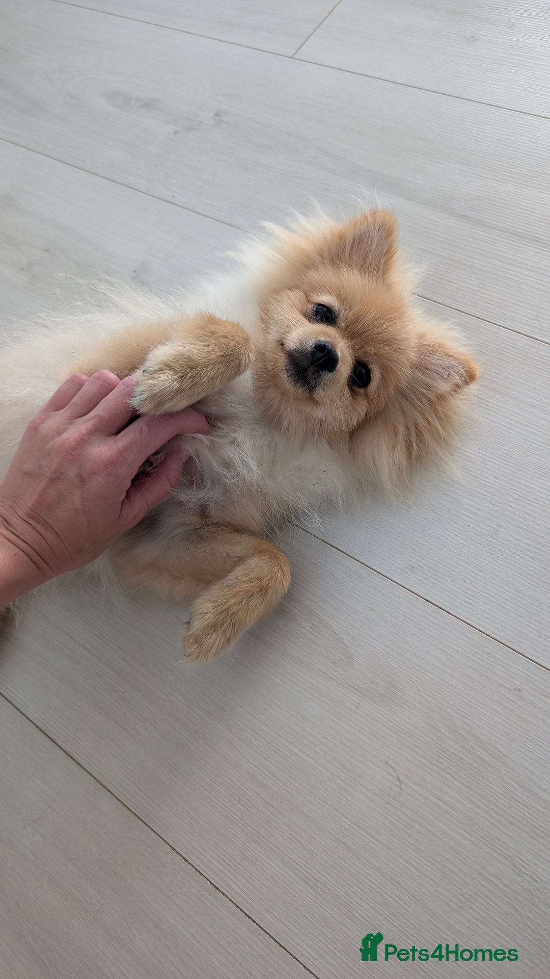 Pomeranian dogs for sale: Pomeranian 6 months old cute puppy  - Image 2