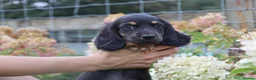 Miniature Dachshund dogs for sale: Outstanding KC Black & Tan Miniature Dachshund Boy - Advert 3