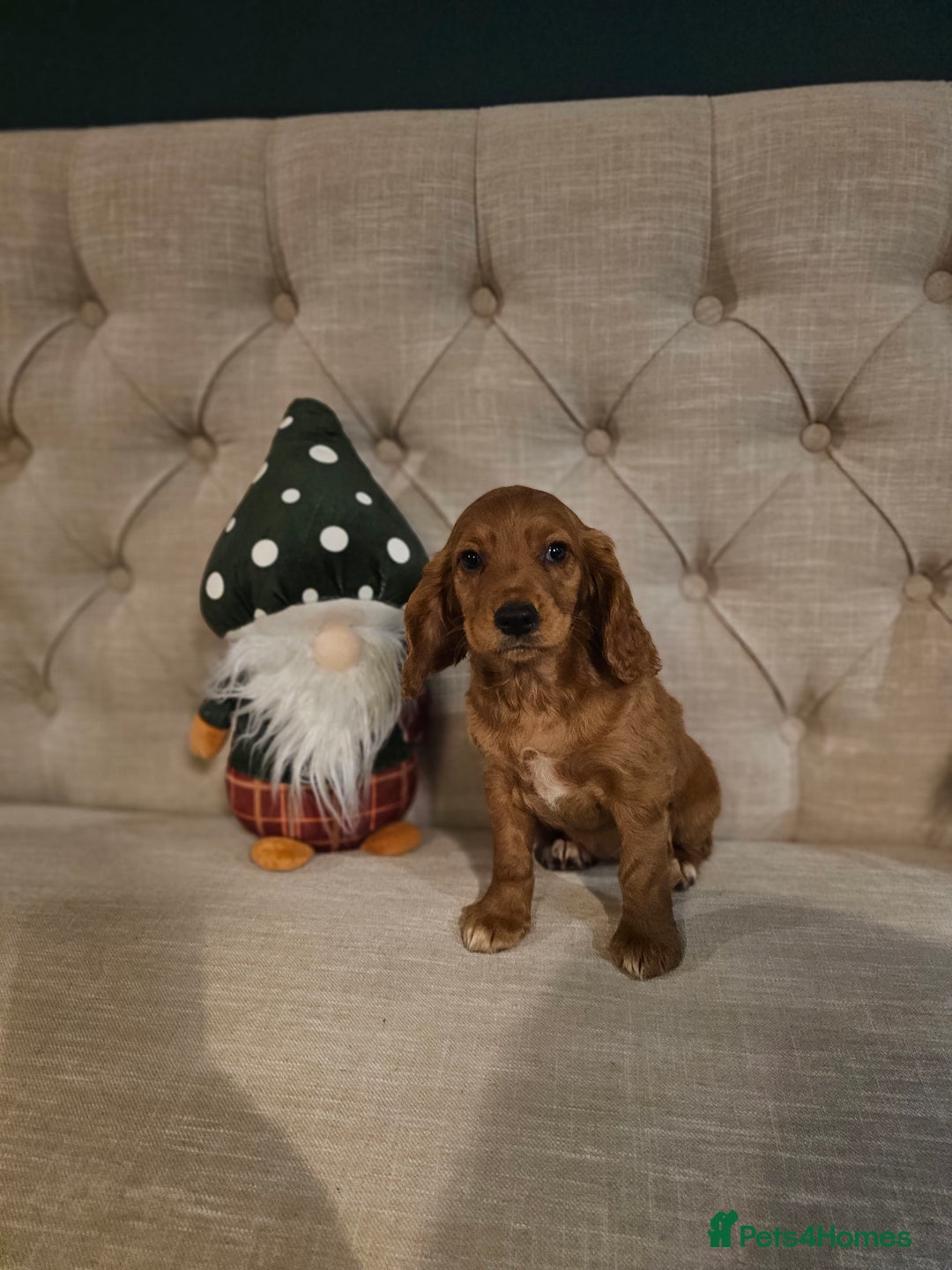 Cocker Spaniel dogs for sale: KC REGISTERED WORKING COCKERS - Image 7