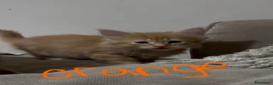 orange fluffy 
